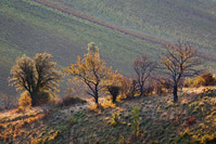 Abstract vineyards of Plesivica, Jastrebarsko, Croatia