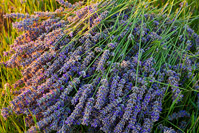 Lavender harvest on island Hvar, Dalmatia, Croatia