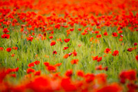 Poppy field in Tuscany, Italy