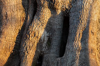 Kora najšireg stabla masline u Lunjskim maslinicima na otoku Pagu
