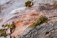 Abstract bark of a tree