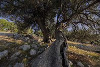 One of the oldest olive trees in famous park The Olive trees of Lun on island Pag, Kvarner/Croatia
