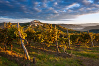 Jesen sviće ispod motovunskih vinograda, Motovun/Istra, Hrvatska