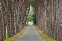 Pine alley in National Park Brijuni, Istria, Croatia