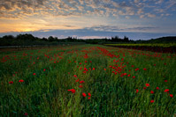 Grain field full of poppies near town Rovinj, Istria, Croatia