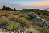 Polja lavande na otoku Hvaru, Dalmacija/Hrvatska