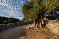 The oldest olive tree in famous park The Olive trees of Lun on island Pag, Kvarner/Croatia