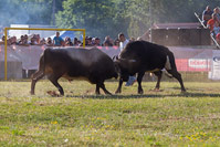Bulls attacking on bull fighting contest in Dalmatia, Croatia
