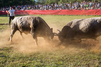 Bulls fighting on bull fighting contest in Dalmatia, Croatia