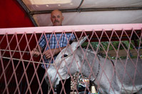 Owner of the donkey preparing for the donkeys race in place Kukljica, island Ugljan, Croatia