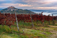 Autumn dawn in the vineyards of Motovun town, Istria, Croatia